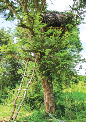 A watch hut atop a tree in the Handapanagala chena cultivations