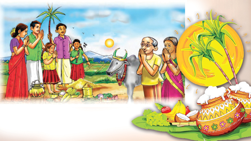 Thai Pongal, a festival of thanksgiving - Sunday Observer