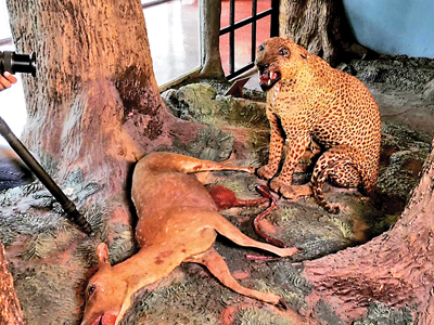 What remains of the notorious man-eater of Punani at theColombo Museum of Natural History