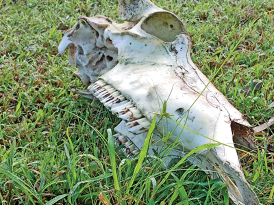 A skull of a herbivore lies in the forests where the man-eater once prowled