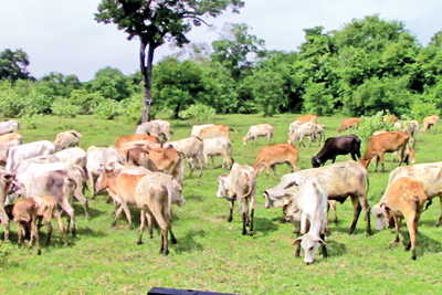 From the days of stalking terror to peaceful times as cattle graze in Punani  today