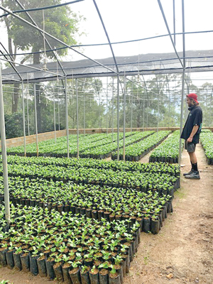 A coffee plant nursery
