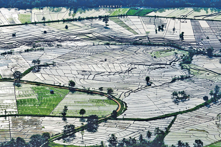 ‘The Maze,’ terraced paddy fields in Kalthota