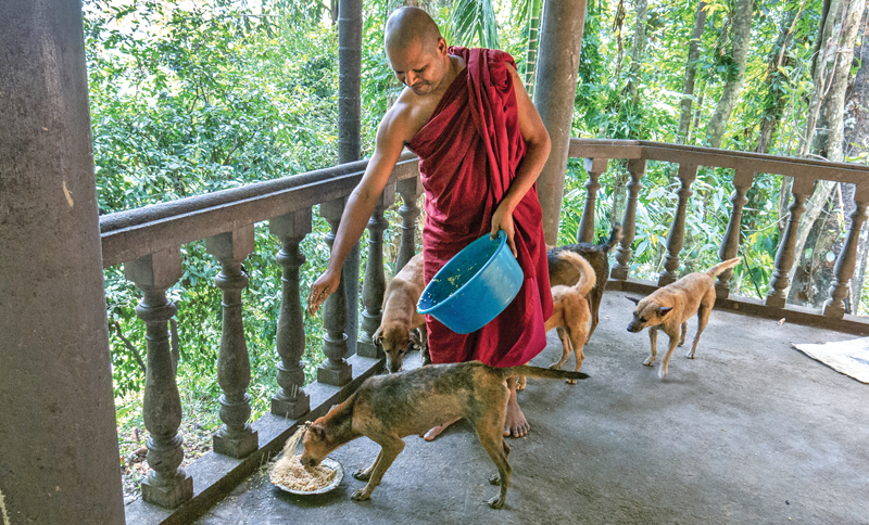 Feeding animals is a meritorious deed in every religion. This monastic bhikkhu who has been practising meditation at the Bodhinagala forest hermitage feeds dogs after his mid-day meal (dana) that is his daily routine