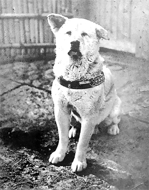Hachiko