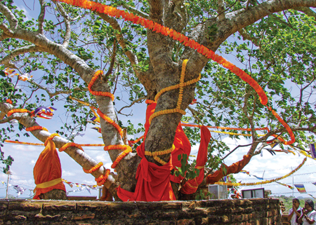 The sacred Bodhi tree on the summit of the rock
