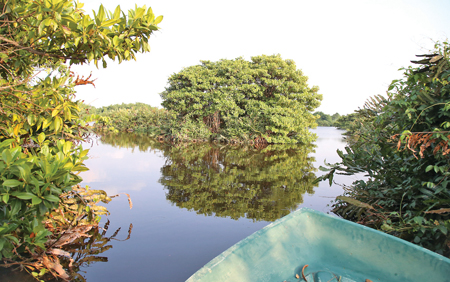 Muthurajawela mangroves