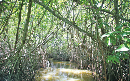 Mangrove trees are remarkably adapted to survive in intertidal zones