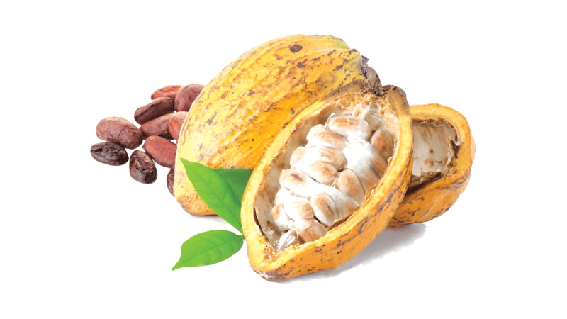 A sweet beginning The history of chocolate